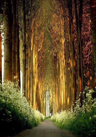 path in forest